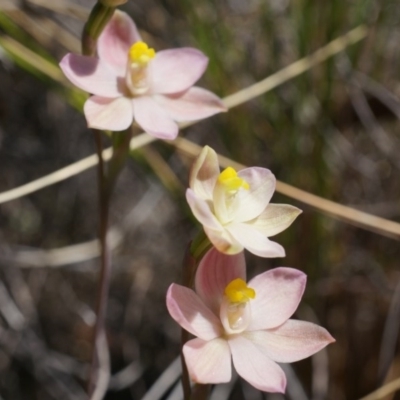Thelymitra carnea (Tiny Sun Orchid) at Black Mountain - 6 Oct 2014 by AaronClausen