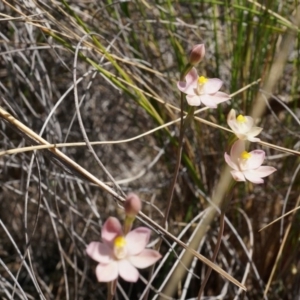 Thelymitra carnea at Bruce, ACT - suppressed