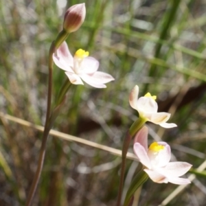 Thelymitra carnea at Bruce, ACT - suppressed