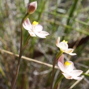 Thelymitra carnea at Bruce, ACT - 6 Oct 2014