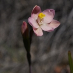 Thelymitra carnea (Tiny Sun Orchid) at Bruce, ACT - 6 Oct 2014 by AaronClausen