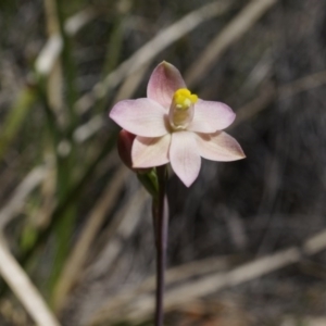 Thelymitra carnea at Bruce, ACT - suppressed