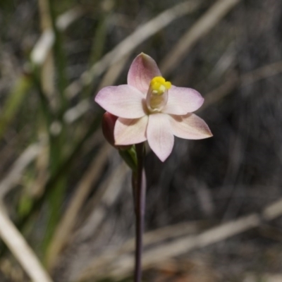 Thelymitra carnea (Tiny Sun Orchid) at Bruce, ACT - 6 Oct 2014 by AaronClausen