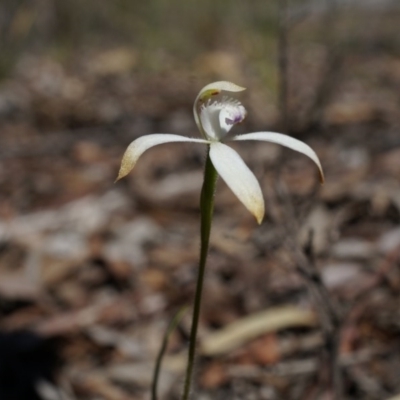 Caladenia ustulata (Brown Caps) at Bruce, ACT - 6 Oct 2014 by AaronClausen