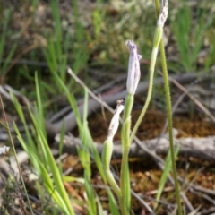 Glossodia major (Wax Lip Orchid) at Canberra Central, ACT - 5 Oct 2014 by AaronClausen