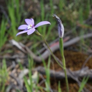 Glossodia major at Canberra Central, ACT - suppressed