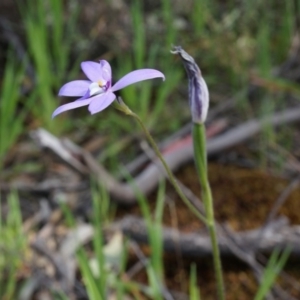 Glossodia major at Canberra Central, ACT - 6 Oct 2014