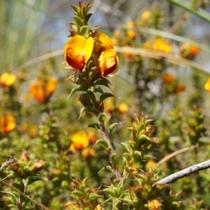 Pultenaea procumbens at Bruce, ACT - 6 Oct 2014