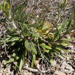 Coronidium oxylepis subsp. lanatum at Bruce, ACT - 6 Oct 2014 12:34 PM