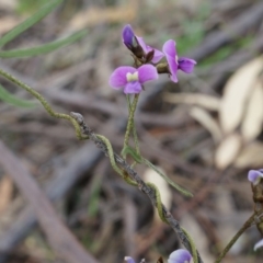 Glycine clandestina (Twining Glycine) at Black Mountain - 5 Oct 2014 by AaronClausen