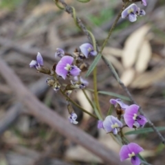 Glycine clandestina at Canberra Central, ACT - 6 Oct 2014