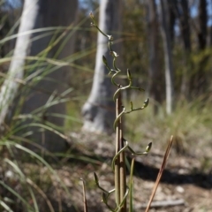 Thysanotus patersonii (Twining Fringe Lily) at Black Mountain - 6 Oct 2014 by AaronClausen