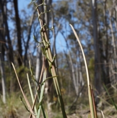 Thysanotus patersonii at Canberra Central, ACT - 6 Oct 2014