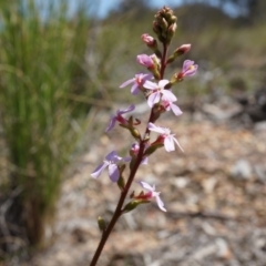 Stylidium graminifolium (Grass Triggerplant) at Black Mountain - 6 Oct 2014 by AaronClausen