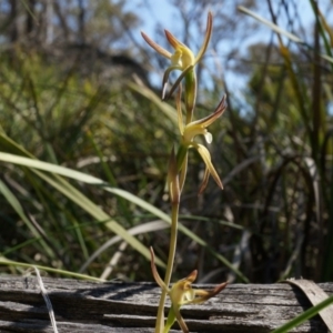 Lyperanthus suaveolens at Canberra Central, ACT - 6 Oct 2014