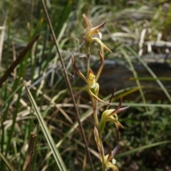 Lyperanthus suaveolens at Canberra Central, ACT - 6 Oct 2014