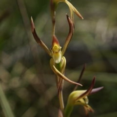 Lyperanthus suaveolens at Canberra Central, ACT - 6 Oct 2014