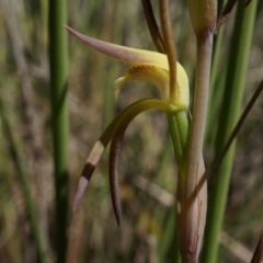 Lyperanthus suaveolens at Canberra Central, ACT - 6 Oct 2014