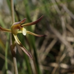 Lyperanthus suaveolens at Canberra Central, ACT - 6 Oct 2014