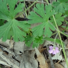 Geranium solanderi var. solanderi (Native Geranium) at Farrer Ridge - 6 Oct 2014 by galah681