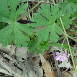 Geranium solanderi var. solanderi at Farrer Ridge - 6 Oct 2014