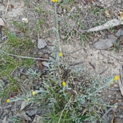 Chrysocephalum apiculatum (Common Everlasting) at Farrer Ridge - 6 Oct 2014 by galah681