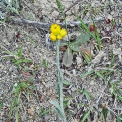 Chrysocephalum apiculatum at Farrer Ridge - 6 Oct 2014