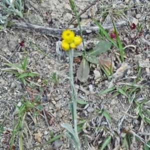 Chrysocephalum apiculatum at Farrer Ridge - 6 Oct 2014