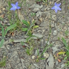Wahlenbergia capillaris (Tufted Bluebell) at Farrer Ridge - 6 Oct 2014 by galah681