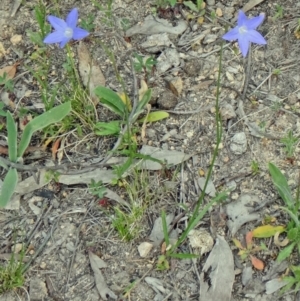 Wahlenbergia capillaris at Farrer Ridge - 6 Oct 2014 03:54 PM