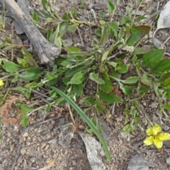 Goodenia hederacea (Ivy Goodenia) at Farrer Ridge - 6 Oct 2014 by galah681