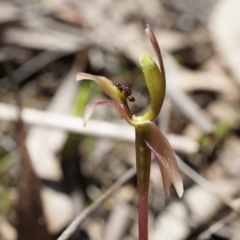 Chiloglottis trapeziformis (Diamond Ant Orchid) at Bruce, ACT - 6 Oct 2014 by AaronClausen