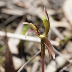 Chiloglottis trapeziformis (Diamond Ant Orchid) at Black Mountain - 6 Oct 2014 by AaronClausen