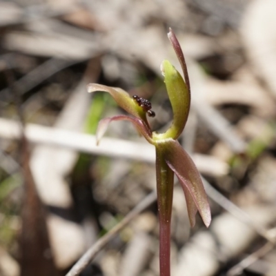 Chiloglottis trapeziformis (Diamond Ant Orchid) at Black Mountain - 6 Oct 2014 by AaronClausen