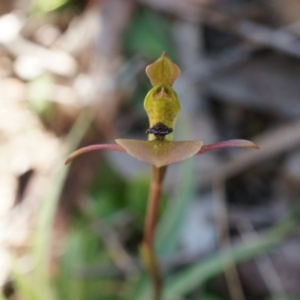 Chiloglottis trapeziformis at Bruce, ACT - suppressed