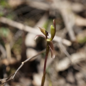 Chiloglottis trapeziformis at Bruce, ACT - suppressed