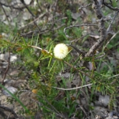 Acacia ulicifolia (Prickly Moses) at Farrer Ridge - 6 Oct 2014 by galah681