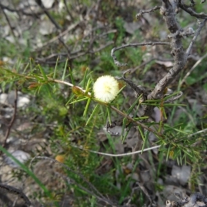 Acacia ulicifolia at Farrer Ridge - 6 Oct 2014 03:58 PM