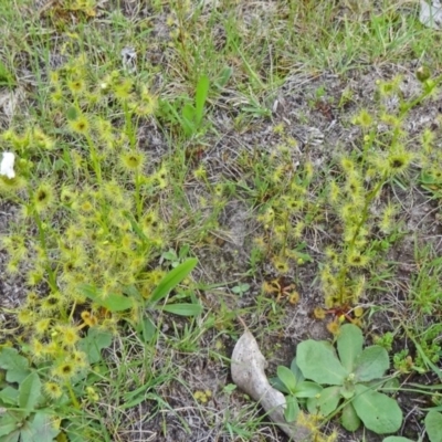 Drosera gunniana (Pale Sundew) at Farrer Ridge - 6 Oct 2014 by galah681