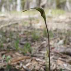 Caladenia atrovespa (Green-comb Spider Orchid) at Black Mountain - 6 Oct 2014 by AaronClausen