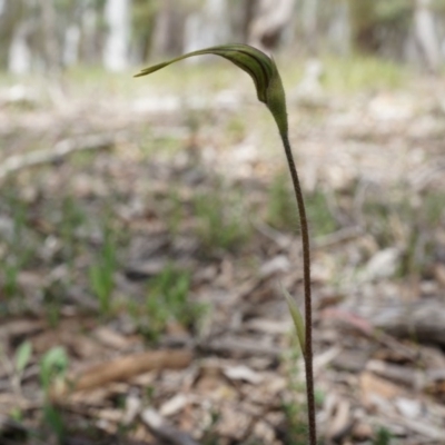 Caladenia atrovespa (Green-comb Spider Orchid) at Bruce, ACT - 6 Oct 2014 by AaronClausen