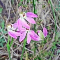 Caladenia carnea (Pink Fingers) at Farrer Ridge - 6 Oct 2014 by galah681