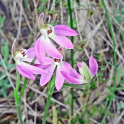 Caladenia carnea (Pink Fingers) at Farrer Ridge - 6 Oct 2014 by galah681