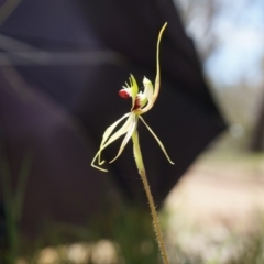 Caladenia atrovespa (Green-comb Spider Orchid) at Black Mountain - 6 Oct 2014 by AaronClausen