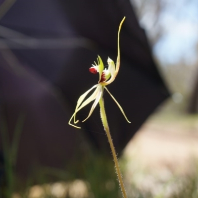 Caladenia atrovespa (Green-comb Spider Orchid) at Bruce, ACT - 6 Oct 2014 by AaronClausen