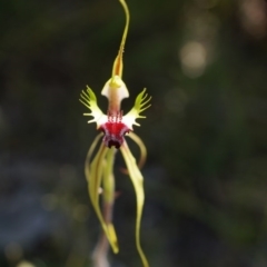 Caladenia atrovespa at Bruce, ACT - suppressed