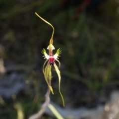 Caladenia atrovespa at Bruce, ACT - suppressed