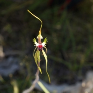 Caladenia atrovespa at Bruce, ACT - 6 Oct 2014