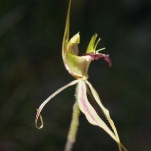 Caladenia atrovespa at Bruce, ACT - suppressed