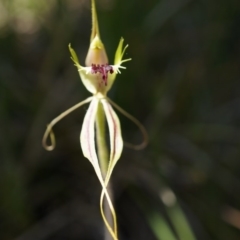 Caladenia atrovespa at Bruce, ACT - 6 Oct 2014